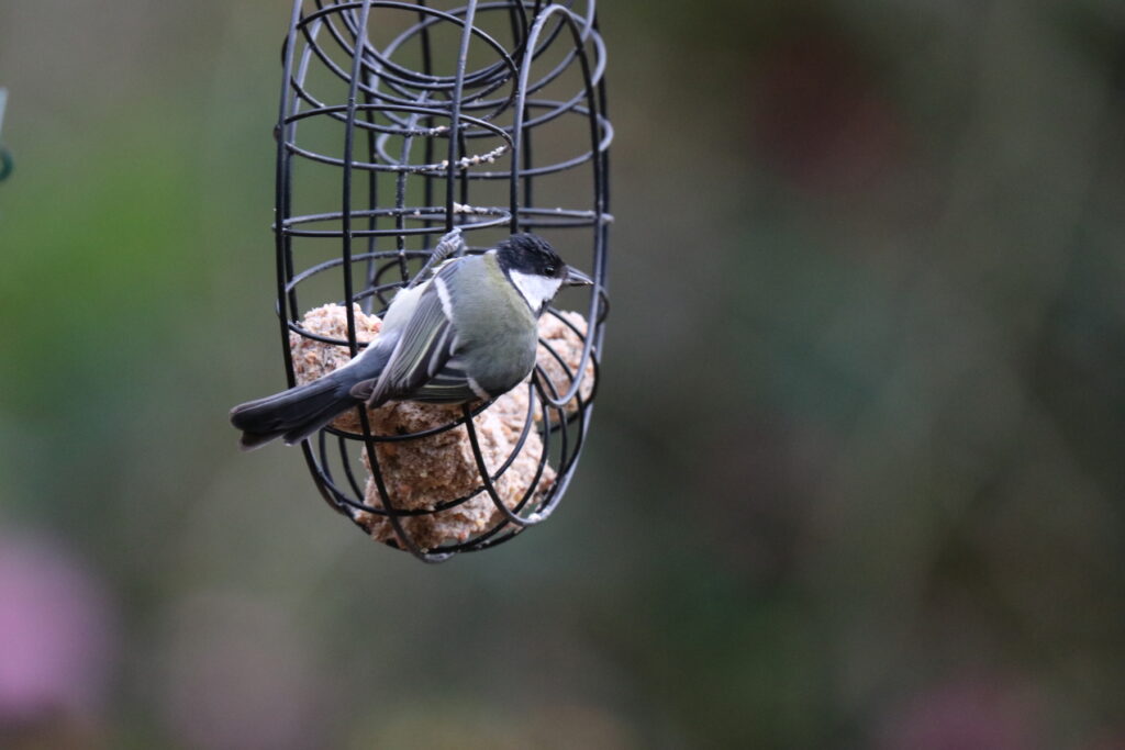 Great tit