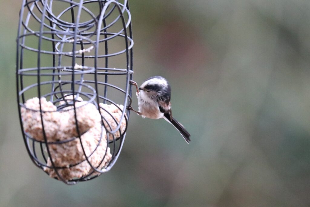 Long-tailed tit